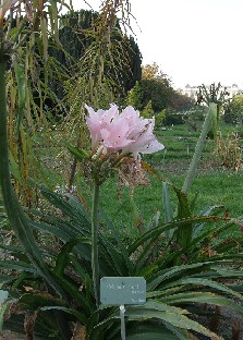 Crinum x powelli